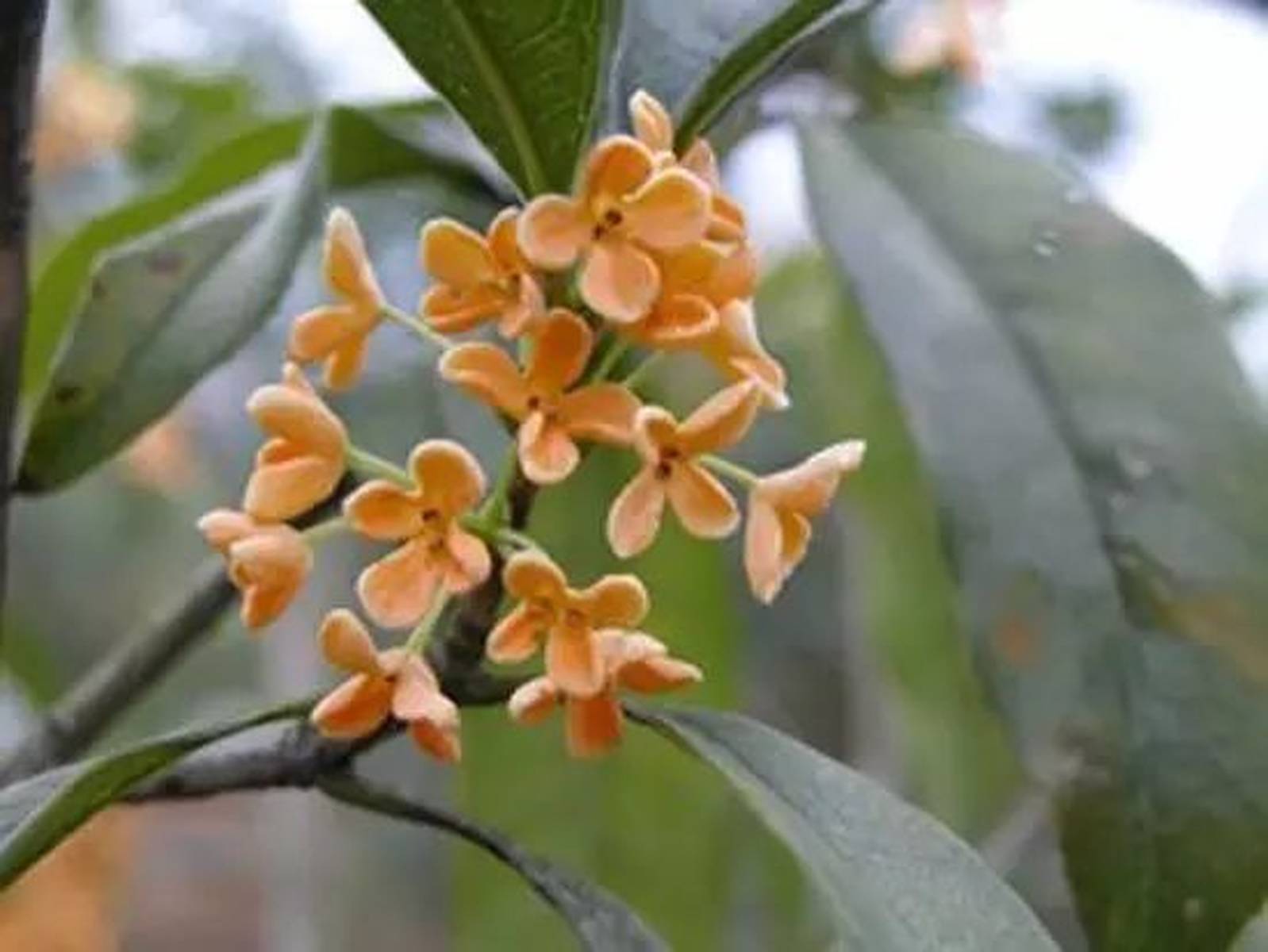 桂花品种大全，探索不同品种的桂花之美