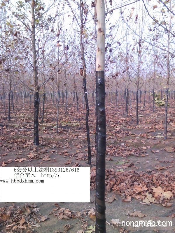 河北六公分法桐品种的特征与种植管理