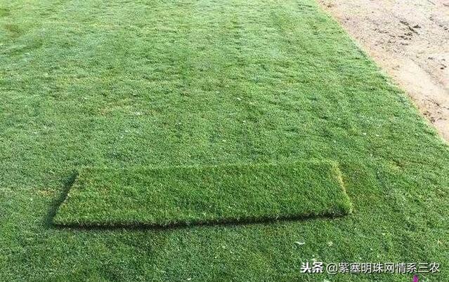 常规绿化草坪品种介绍及其特点