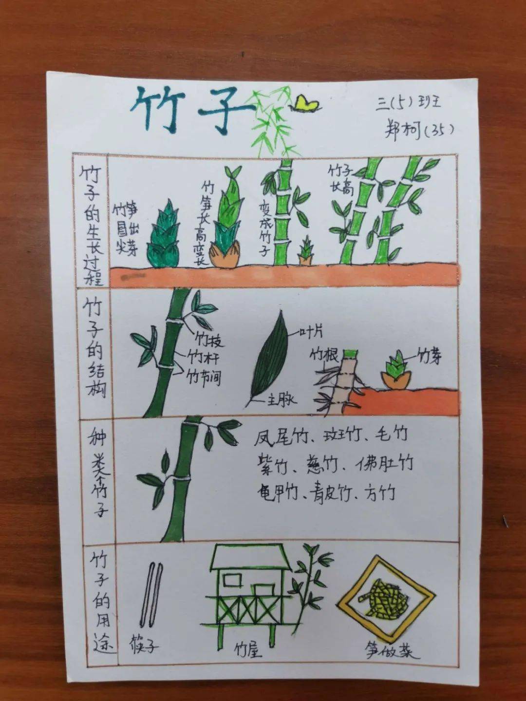竹子的品种与价格，深入探索自然与经济的交融
