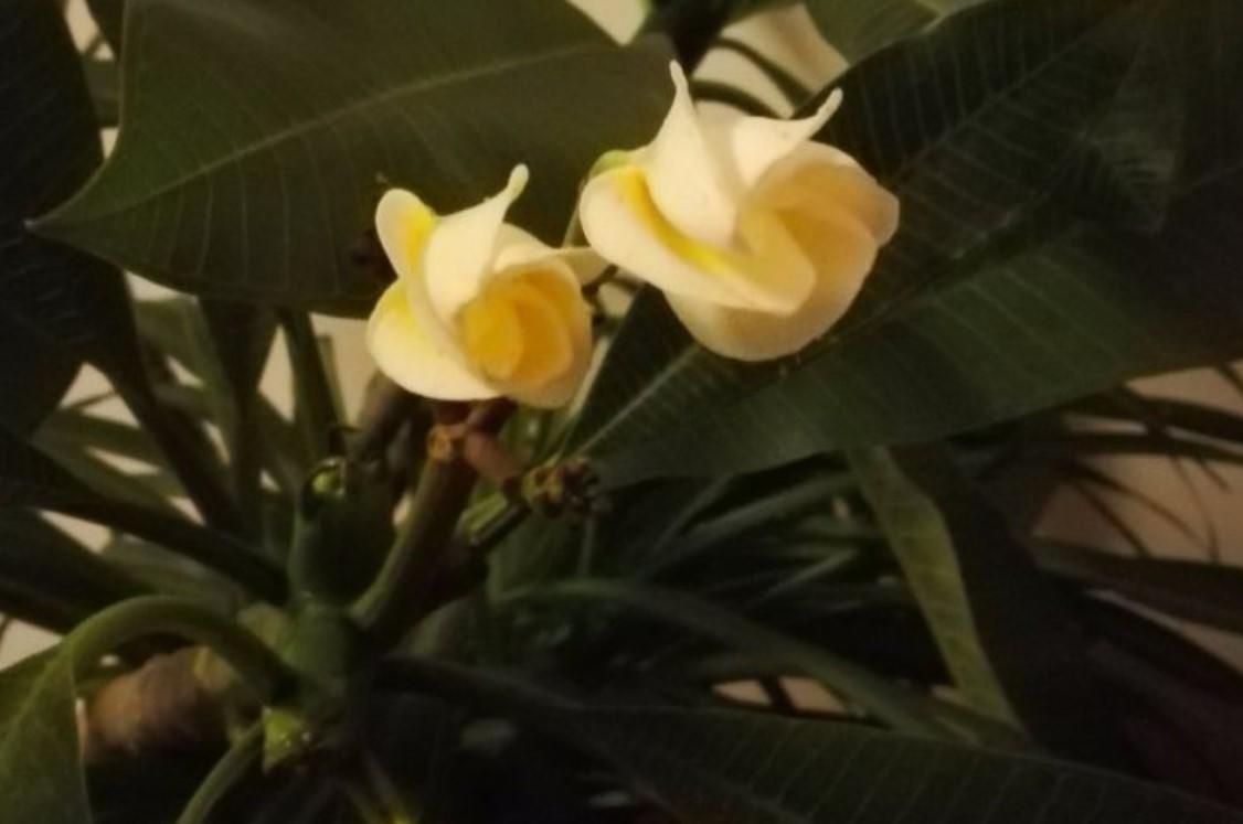鸡蛋花香味的独特魅力