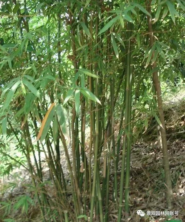 绿化常用竹子的品种及其特点