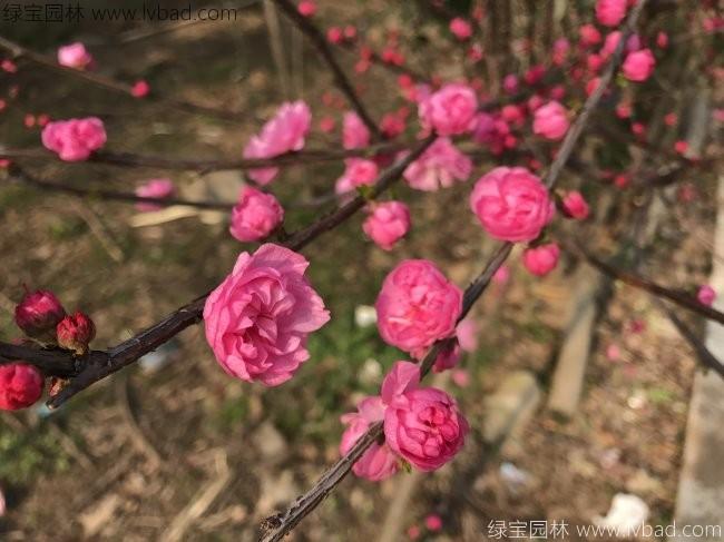 红梅品种繁多，各具特色，本文将介绍几种常见的红梅品种及其特点。