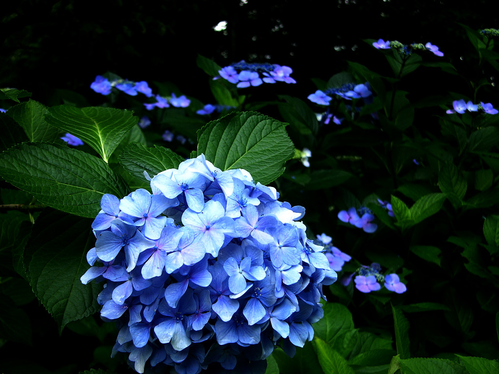 绿色八仙花的品种解析