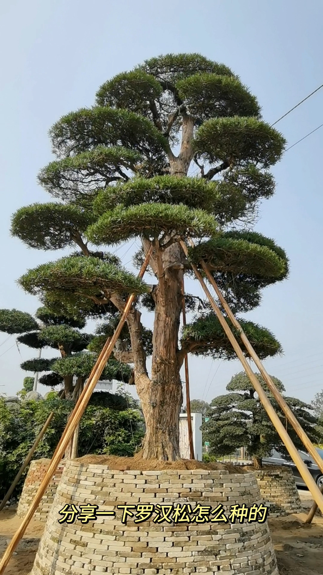 新品种罗汉松，探索其独特魅力与种植技术