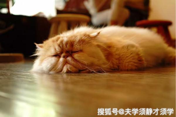 猫喝蛋花汤，一场温馨的故事