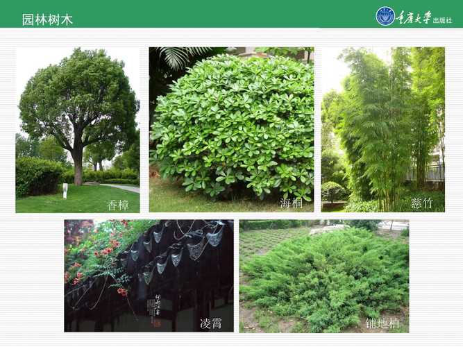 常见的绿化小苗木品种及其特点