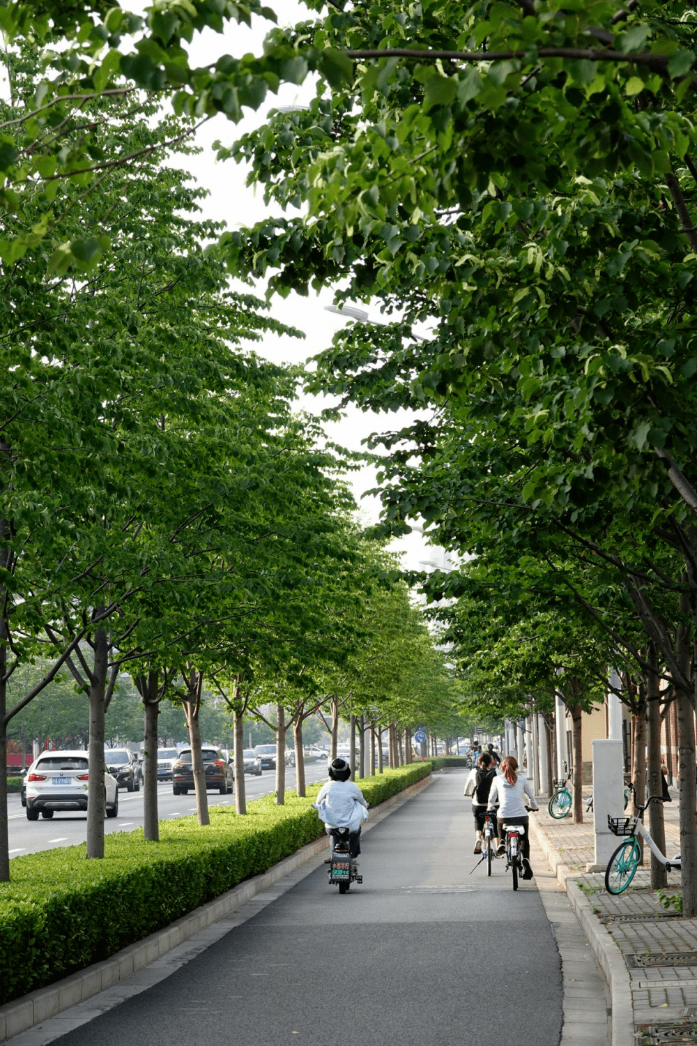 马路行道树品种及其重要性
