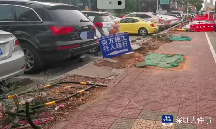 深圳常用行道树品种及其特点