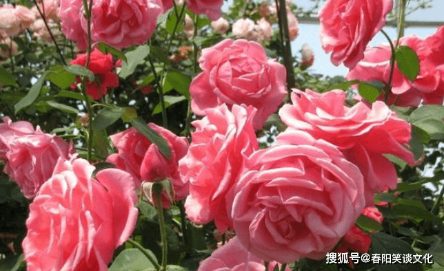 常见品种月季的魅力与特点