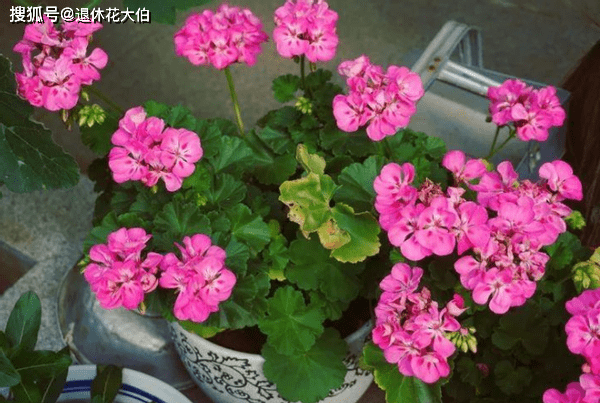 紫藤品种繁多，各具特色，究竟哪种品种比较好，需要根据不同的需求和场景来判断。本文将介绍几种常见的紫藤品种，并阐述它们的独特之处，以帮助读者选择适合自己的品种。