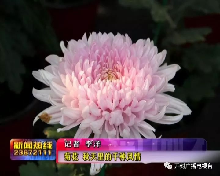 菊花的品种与魅力，品种图片展示