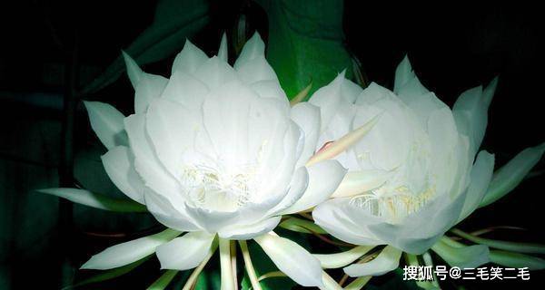 昙花品种的魅力与特点