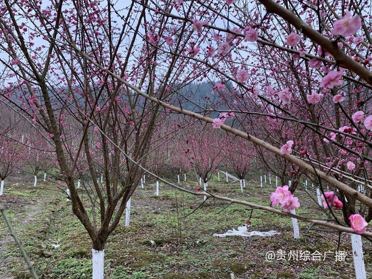 北方带色树品种，多彩画卷中的自然魅力