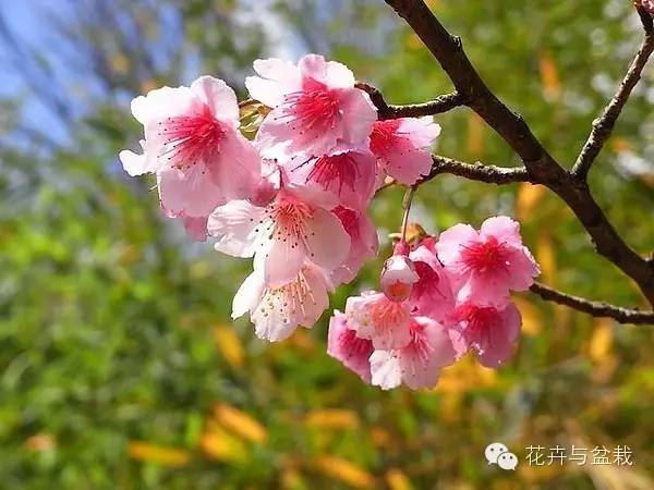 樱花品种繁多，各具特色，其中不乏一些品质卓越的品种。本文将介绍樱花里面比较好的品种，让读者了解这些美丽花卉的特点和魅力。