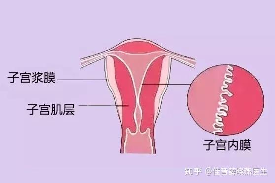 取卵时内膜的正常厚度及其影响因素